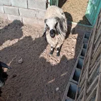 گوسفند بره نر وماده|حیوانات مزرعه|ماهان, |دیوار