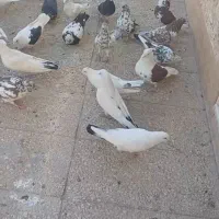 کبوتر حدود ۶۰ عدد