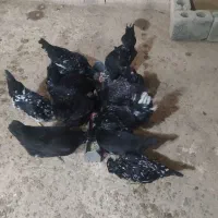 تخم مرغ گلین فول