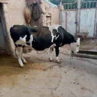 گاو سیمینتال درگ