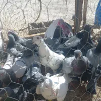 کفتر آلمانی
