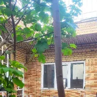 منزل حیاط
