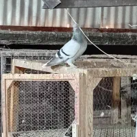 ماده زرد کرمانی|پرنده|مشهد, کوشش|دیوار