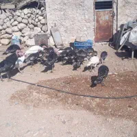 بوقلمون باقیمت مناسب