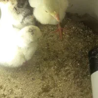 جوجه بوغلمون ۱روزه