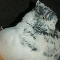 کله دم سبز ماده گمشده