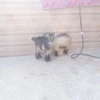 دو راَس بیگ نر چاق ایلاقی|حیوانات مزرعه|مسجد سلیمان, |دیوار