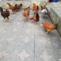 مرغ و خروس|حیوانات مزرعه|شیرگاه, |دیوار