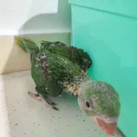 جوجه شاه طوطی