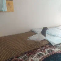 کبوتر|پرنده|سمیرم, |دیوار