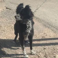 توله قدریجونی