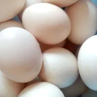 تخم مرغ محلی