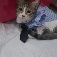 گربه DSH ماده