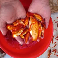 ماهی عی.د|ماهی|زارچ, |دیوار