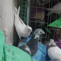 کبوتر کفتر رنگی و نقش پرشی و زدوخوردی|پرنده|شاهین‌شهر, عطار|دیوار