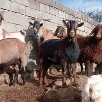 بزآلپای بزشیری بزنرسانن|حیوانات مزرعه|کهریزک, |دیوار