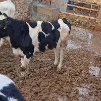 گوساله هلشتاین وزن ۳۲۰الی ۳۴۰