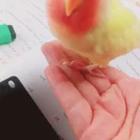 کوتوله گم شده|پرنده|قم, صفائیه|دیوار