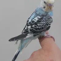 جوجه مرغ عشق یک ماهه رام