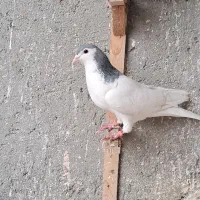 کبوتر رنگی خال آبی قره مینا|پرنده|مشهد, چهاربرج|دیوار