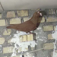 سرخ نر مست دیوانه
