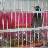 سلام مینا سخنگو  و عروس هلندی سخنگو