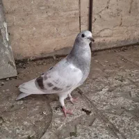 کفتر کبوتر