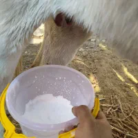 شیر تازه الاغ و عنبرنسا طبیعی