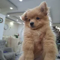 سگ پامرین خرسی نر|سگ|کرمانشاه, |دیوار