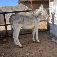 فروش الاغ نر (اخته)