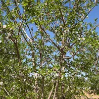 500 متر باغ ویلا ششدانگ (سند رسمی تک برگ)