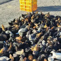 مرغ رسمی  کرمانشاهی