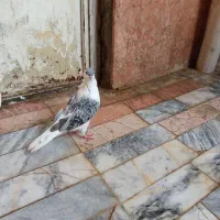 ساده افغان|پرنده|مشهد, شهید آوینی|دیوار