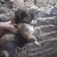 سگ خارجی اپارتمانی چکی