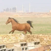 مادیون بی نظیر