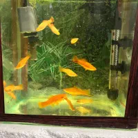 ماهی آکواریوم سوارتل دمشمشیری.گوپی کوپی فایتر مولد