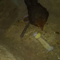 مرغ گلین با جوجه