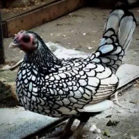 مرغ سیبرایت زینتی  در سوسنگرد