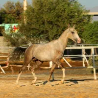 آخالتکه ترکمن