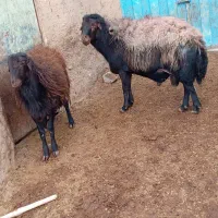 قوچ‌ و بره قوچی افشاری)شیشک کاوور میش بز‌‌ بزغاله