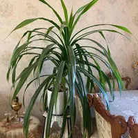 گلدان بزرگ پاندالوس|گل و گیاه طبیعی|پردیس, فاز ۲|دیوار