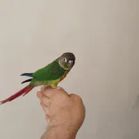گمشده، طوطی گرینچیک