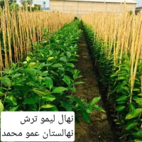 تولید نهال در نهالستان عمو محمد