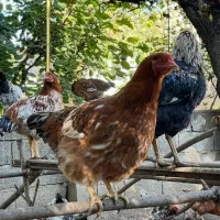 مرغ و خروس محلی|حیوانات مزرعه|کلاردشت, |دیوار