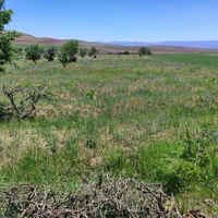 23هکتار 4000باغ انگور بادام 600مت زمین دامداری خون|فروش زمین و ملک کلنگی|ابهر, |دیوار