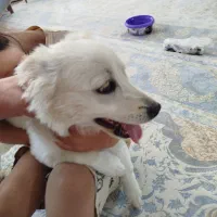 از نژاد شپیتز و پامر