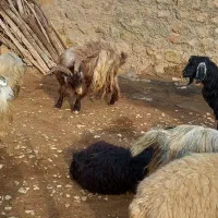 ساورین دو بن