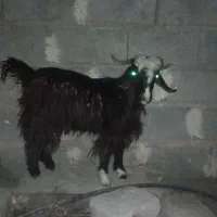 تروشت چاق