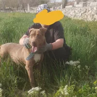 سگ نر