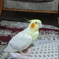 یک جا عروس هلندی نر و ماده سالم و درجه یک